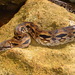 Madagascan Boas - Photo (c) Jean-Jacques Argoud, some rights reserved (CC BY-NC), uploaded by Jean-Jacques Argoud