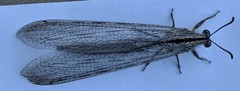 Heoclisis fundata