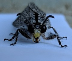 Heoclisis fundata