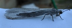 Heoclisis fundata