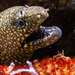 Jewel Moray - Photo (c) Pablo A. Arias Cid, some rights reserved (CC BY-NC), uploaded by Pablo A. Arias Cid