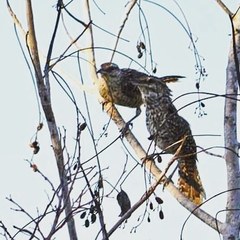 Campylorhynchus yucatanicus