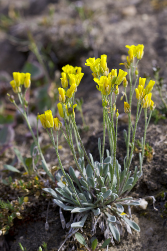 Arctic Bladderpod