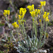 Arctic Bladderpod - Photo (c) Samuel Brinker, some rights reserved (CC BY-NC), uploaded by Samuel Brinker