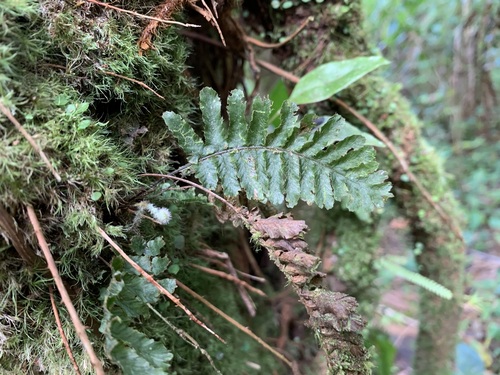 Trichomanes crispum