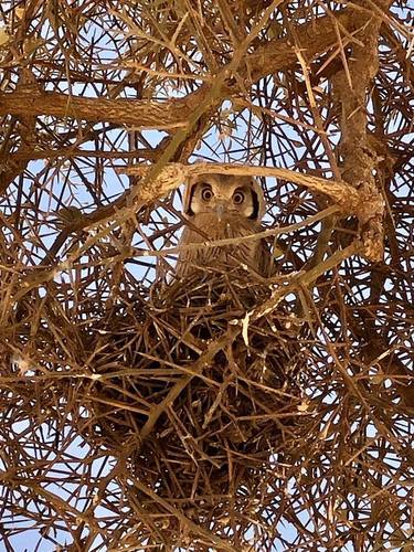 Northern White-faced Owl