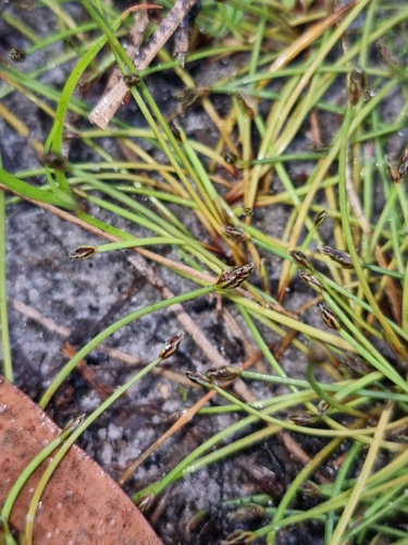 Eleocharis observed 2023-09-28