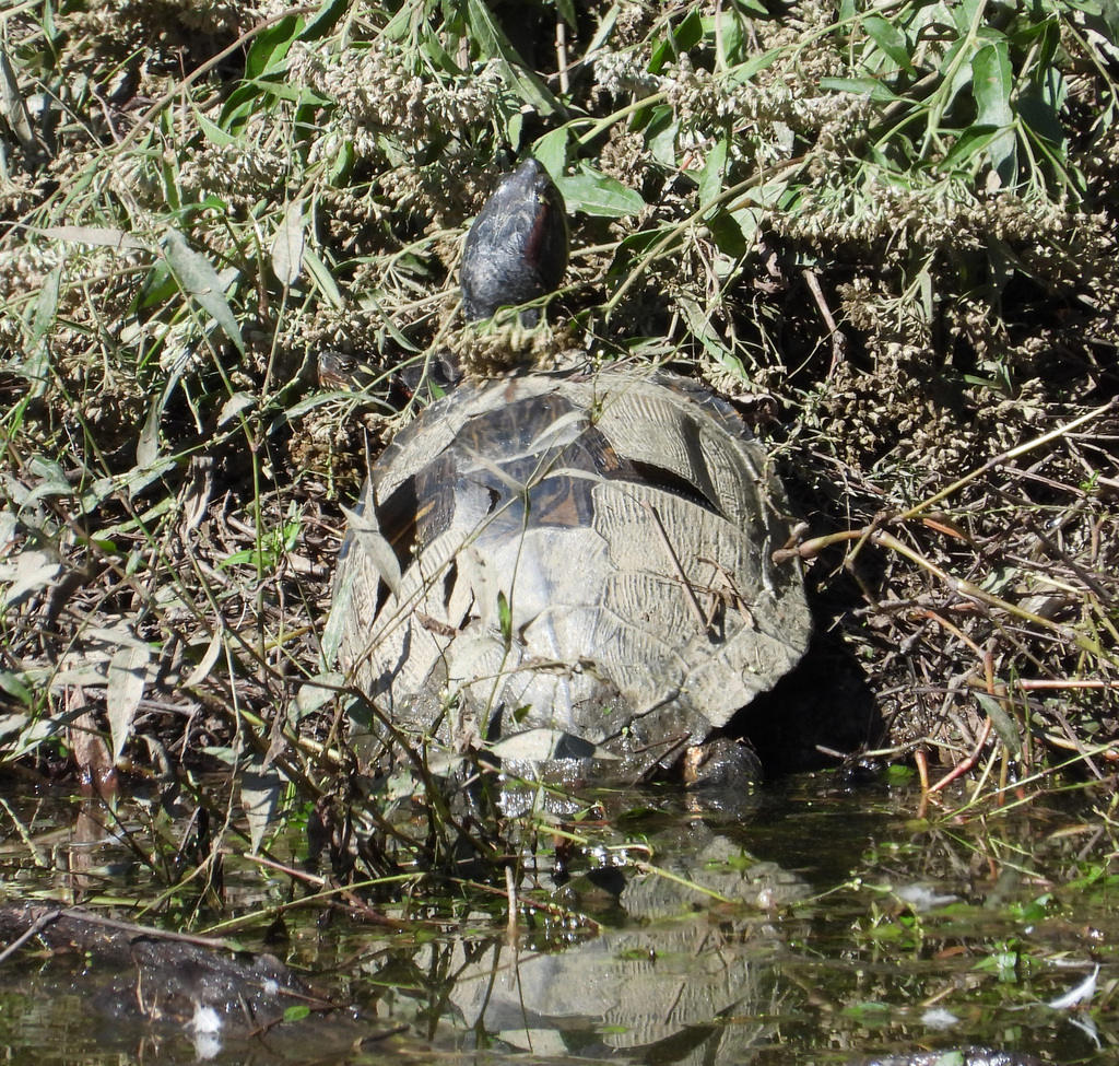 Red-eared Slider From Kemp Mill, Md, Usa On September 27, 2023 At 03:13 