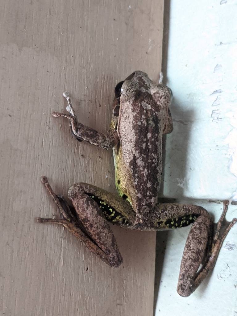 Wilcox's Frog from Coquette Point QLD 4860, Australia on January 6 ...