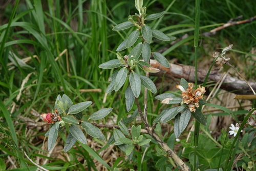 Rhododendron adamsii, photograph 6