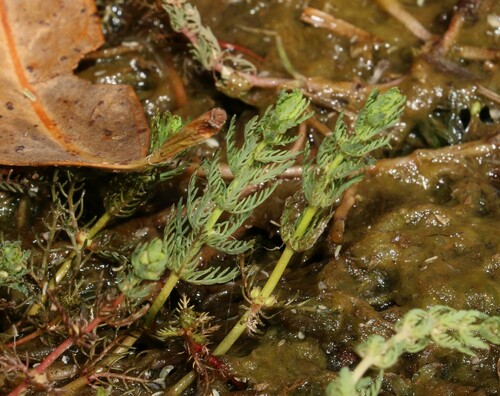 Image of Myriophyllum verrucosum by (c) Greg Tasney, some rights reserved (CC BY-SA)