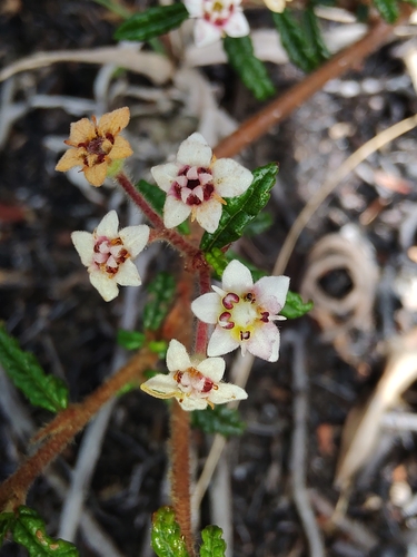 Commersonia hermanniifolia (J.Gay ex DC.) F.Muell.