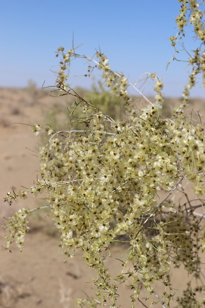 Salsola richteri