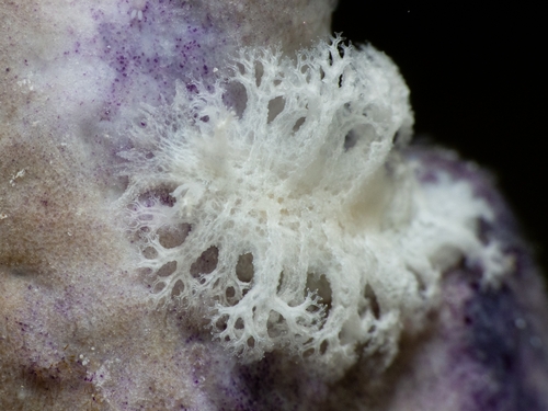 Tritoniopsis frydis