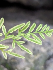 Cryptogramma stelleri image