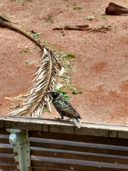 Sturnus vulgaris