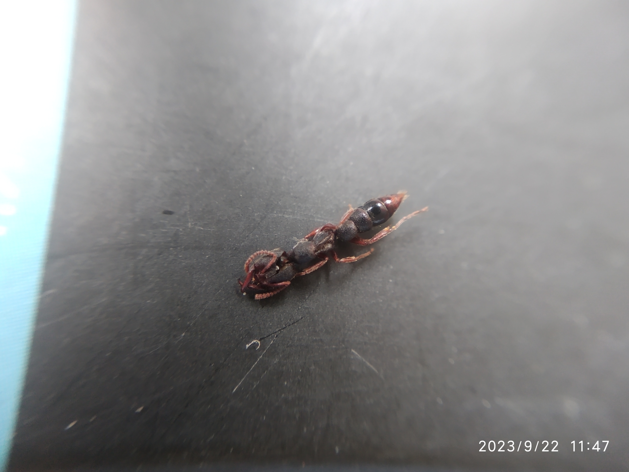 Stigmatomma feae