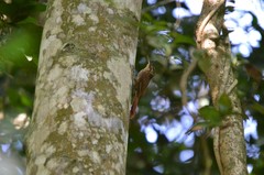 Xiphorhynchus fuscus