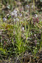 Silene uralensis