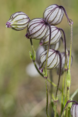 Silene uralensis