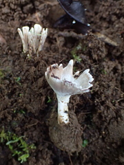 Podoscyphaceae