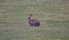 Oryctolagus cuniculus