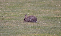 Oryctolagus cuniculus