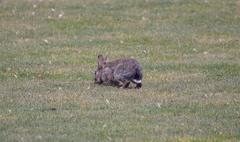 Oryctolagus cuniculus