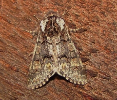 Psaphida thaxterianus