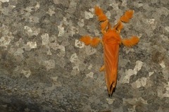 Dalceridae