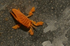 Dalceridae