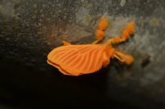 Dalceridae