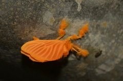 Dalceridae