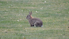 Oryctolagus cuniculus