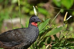 Penelope superciliaris