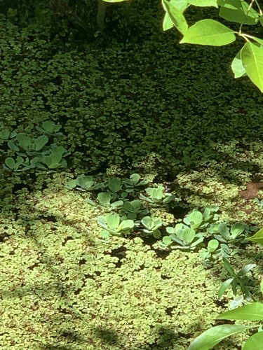 Pistia stratiotes image