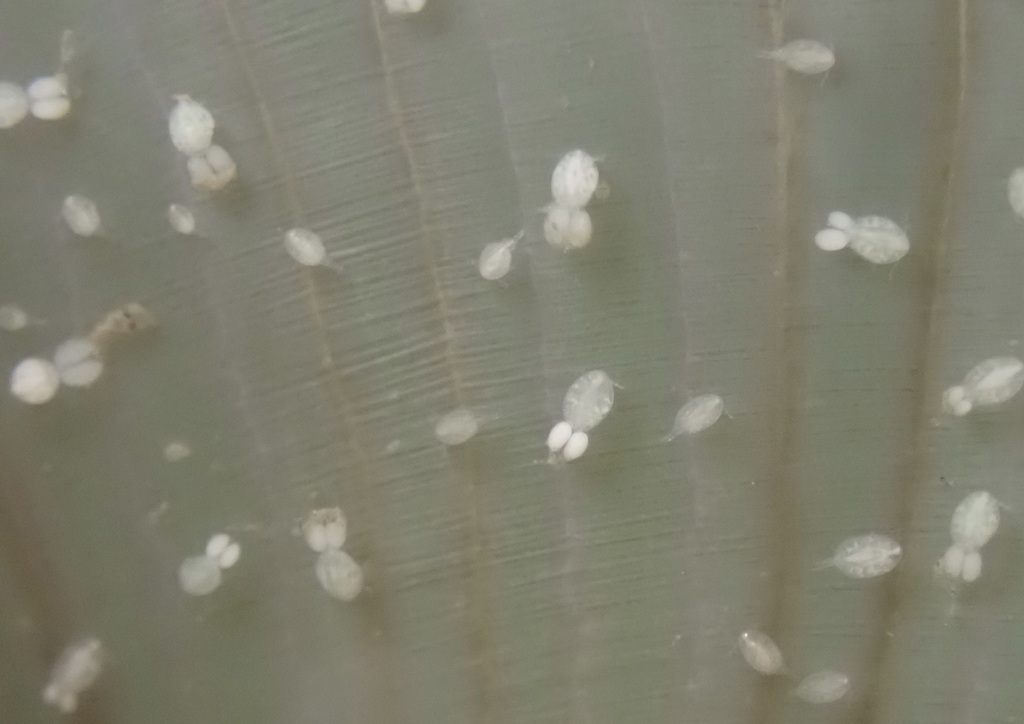 Doridicola confinis