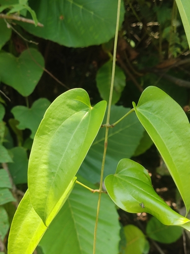 Dioscorea glabra observed 2023-09-28