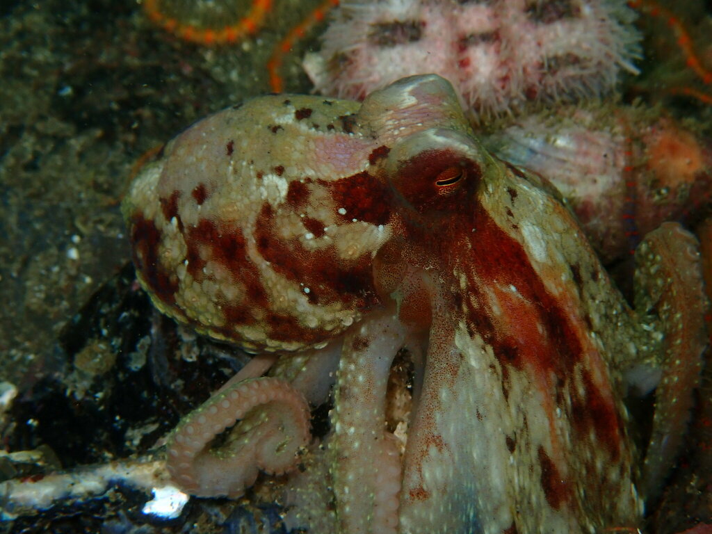 East Pacific Red Octopus From Ensenada MX BN MX On September 27 2023   Large 