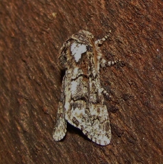 Psaphida thaxterianus