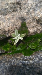 Dudleya abramsii abramsii