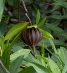 Pelliciera rhizophorae