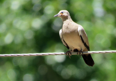 Metriopelia melanoptera