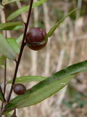 Dryocosmus quercuspalustris