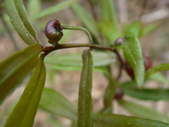 Dryocosmus quercuspalustris