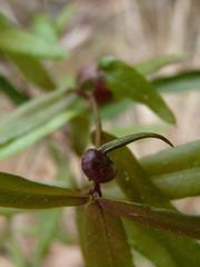 Dryocosmus quercuspalustris