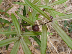 Dryocosmus quercuspalustris