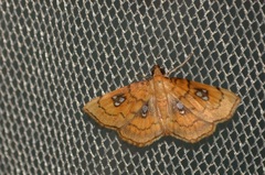 Cacographis osteolalis