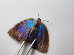 Arhopala araxes