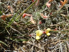 Acmispon neomexicanus